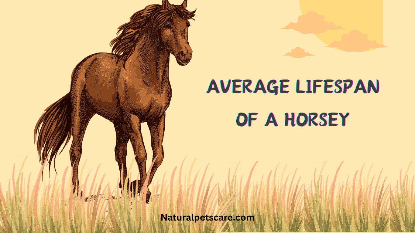 What is the Average Lifespan of a Horse? NaturalPetsCare