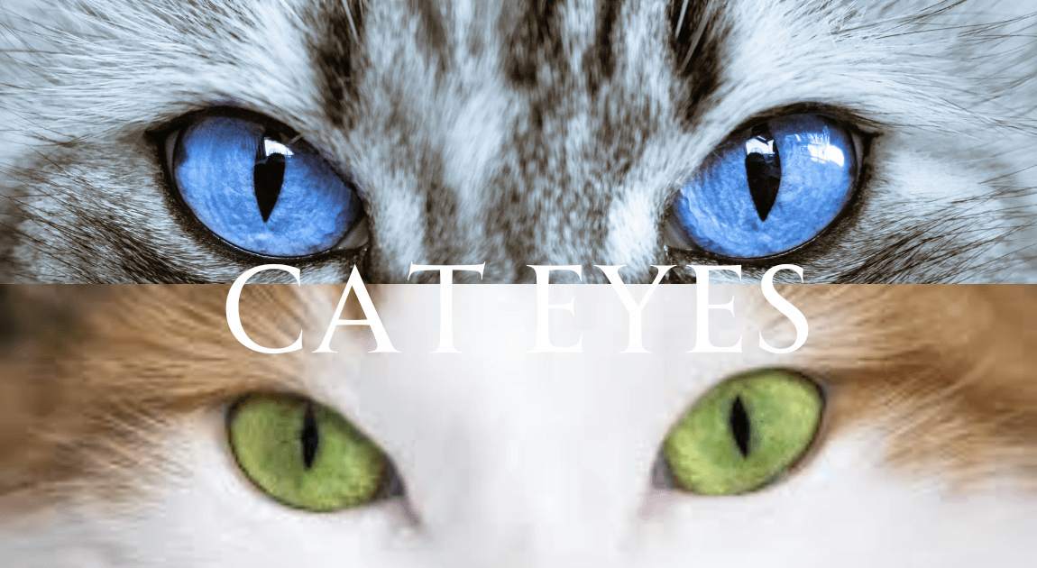 Unlocking the Secrets of Cat Eyes: What Do They Reveal? - NaturalPetsCare